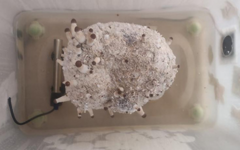Грозит "хороший" срок: рязанец выращивал в подвале дома коноплю и галлюциногенные грибы