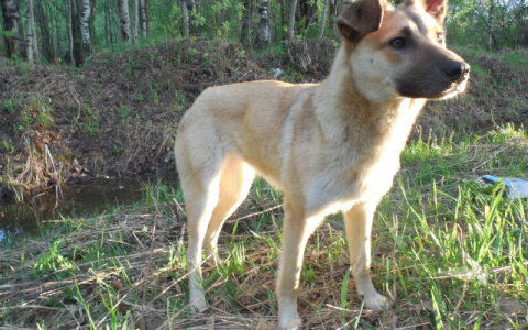 Для дворняжек: в Рязани пройдет выставка беспородных собак