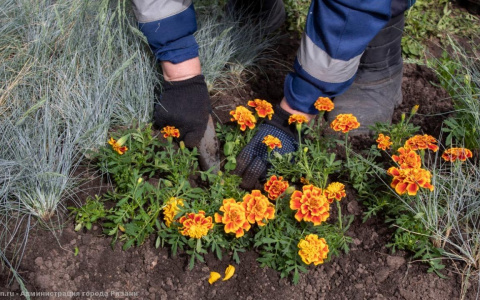 Красота: ко Дню Победы в Рязани высадят 10 тысяч цветов