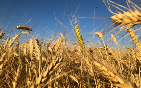 Климат меняется: в этом году в Рязанской области возможен неурожай
