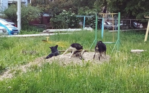 Народный контроль: на Мехзаводе бездомные щенки облюбовали детскую площадку