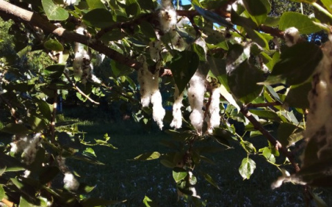 Полезное дерево: почему в Рязани так много тополей?