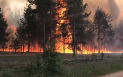 Экологи: неизвестные поджигают рязанские леса