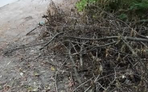 Спилили два месяца назад: на Бутырках валяются сухие деревья