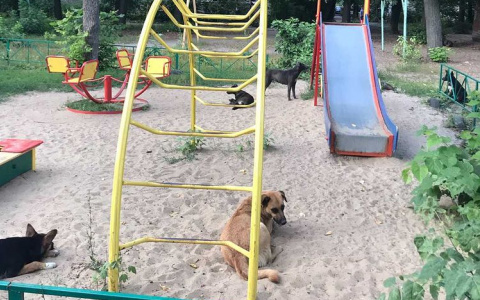 Агрессивная стая: в Горроще на детской площадке обитают бездомные собаки