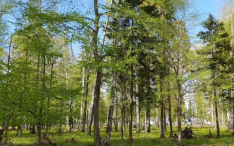 Правительство: Рязанская область присоединилась к акции "Сохраним лес"