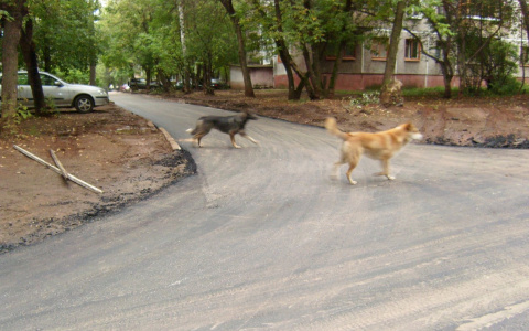 Стая агрессивных собак терроризирует жителей Московского