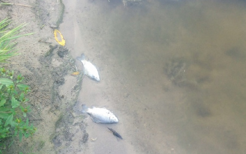 В Орешке разлагается мертвая рыба