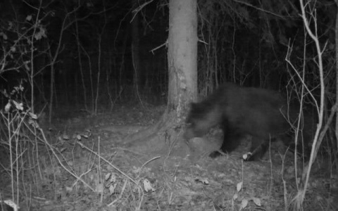 В Окском заповеднике сфотографировали медведя! Почему это важно