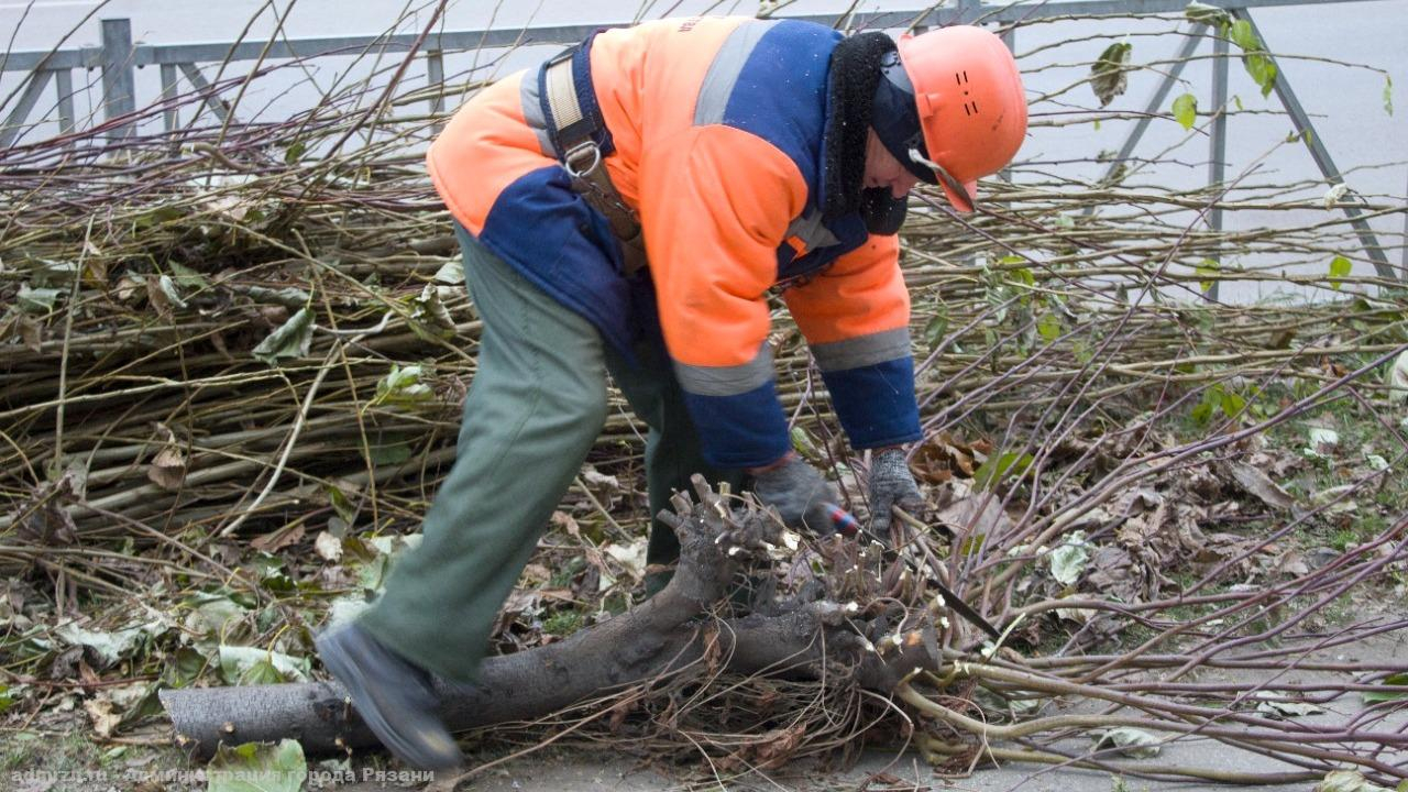 В Рязани продолжают опиловку деревьев и уборку листьев